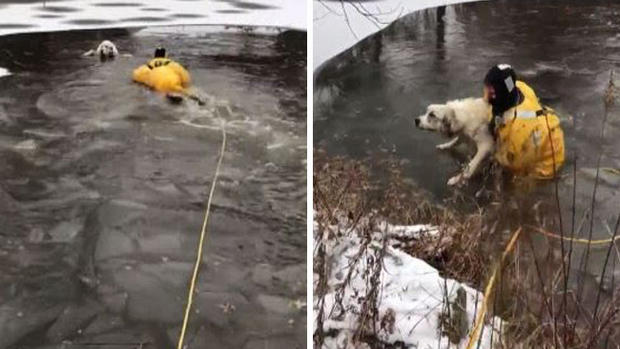 Increíble rescate de perrita que cayó a charca helada