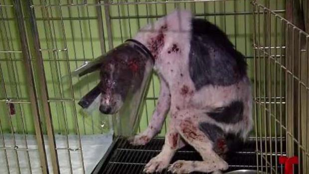 Perrito es víctima de atroz maltrato