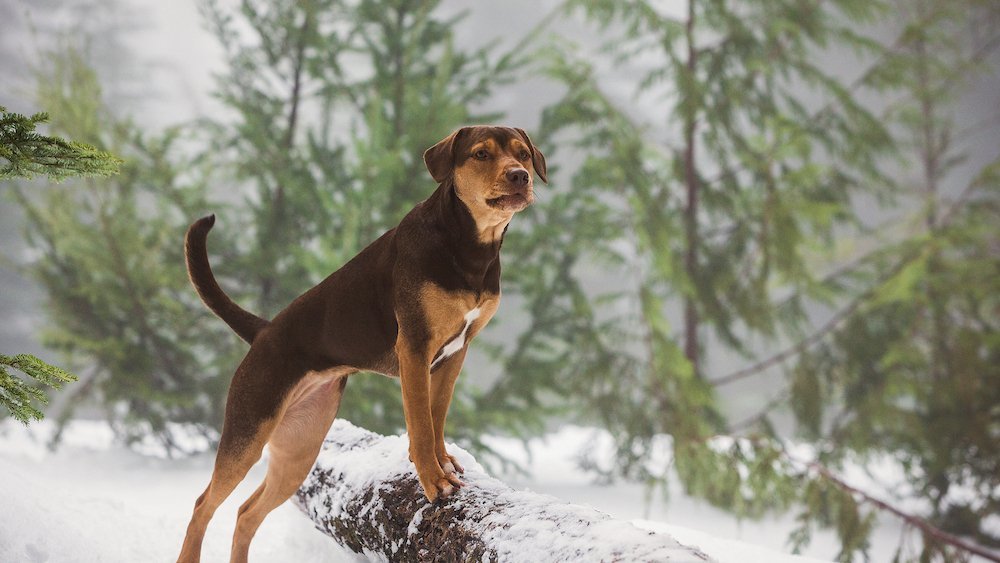 El camino a casa de Doy