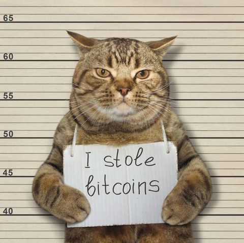 El gato malo robó bitcoins