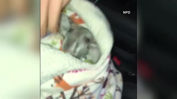 [TLMD - NATL] Insólito hallazgo en parada de tráfico sorprende a policía