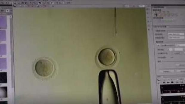 Nacen los primeros bebés editados genéticamente