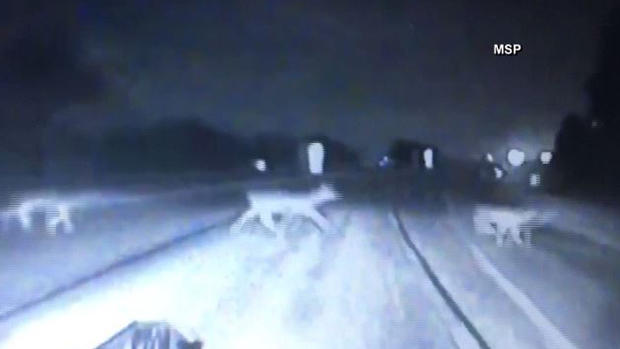 Ciervos cruzan carretera y se salvan de milagro