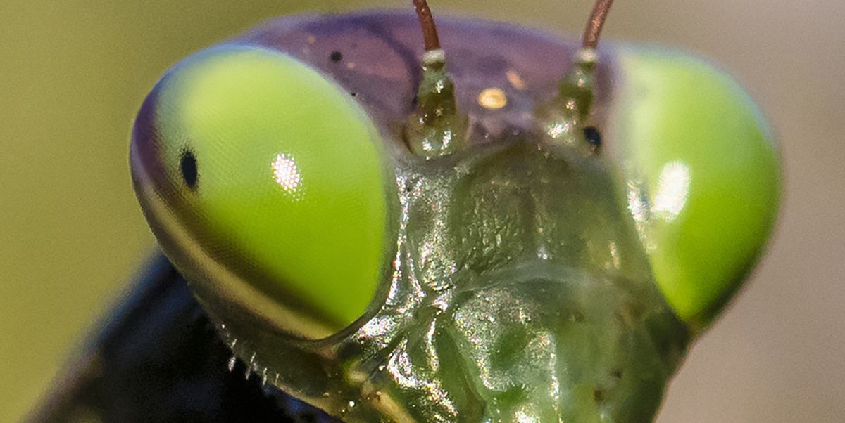 DARPA quiere convertir cerebros de insectos en cerebros de robots