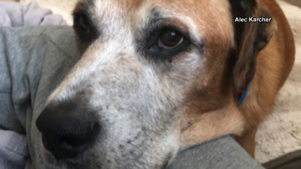 [TLMD - NATL] Burger King y su gesto hacia perrito moribundo