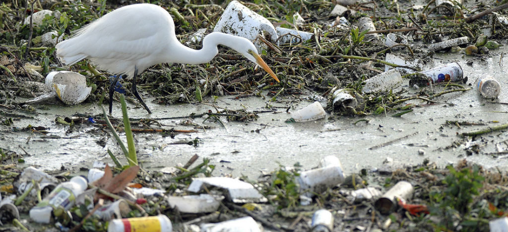 En 2025, por cada tres toneladas de peces habrá una de plástico en océanos