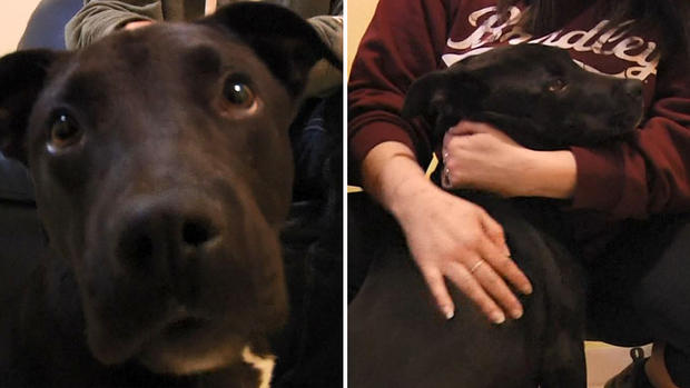 [TLMD - LV] “Milagro”, perrito vuelve a la vida tras inyección letal