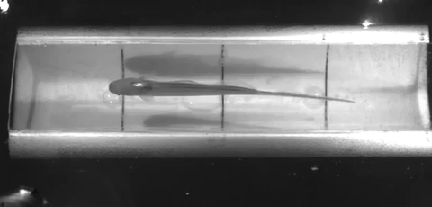 Investigadores ponen peces en tanques de realidad aumentada.