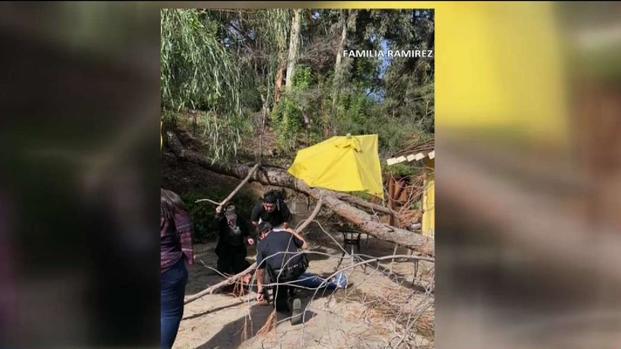 [TLMD - LA] Mujer herida por caída de árbol