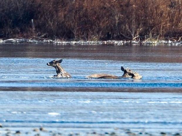 [TLMD - Boston] Dramático rescate: venados caen en lago congelado
