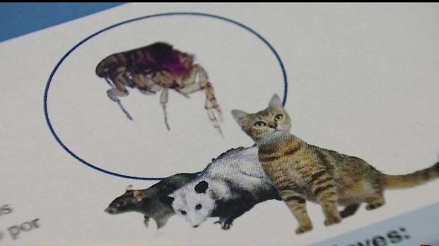 Brote de tifus se extiende a Pasadena