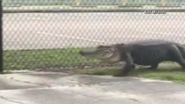 [TLMD - MIA] Avistan enorme caimán frente a escuela