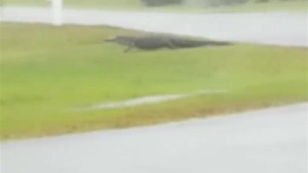[TLMD - LV] Enorme caimán se pasea por la calle en medio de la tormenta Florence