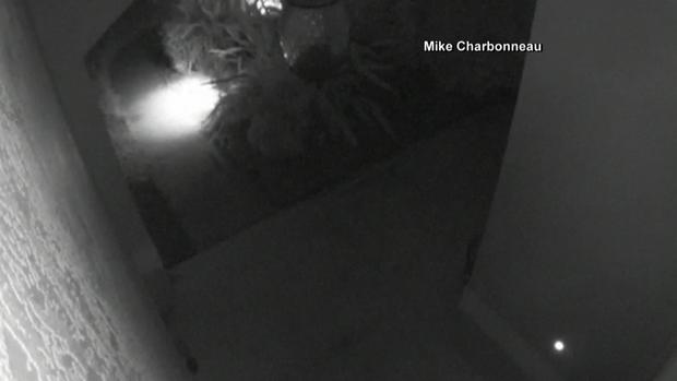 [TLMD - MIA] Captan a caimán moviendo muebles de patio