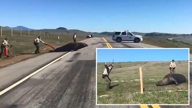 Viral: policías ayudan a gigantesco elefante marino cruzar la calle