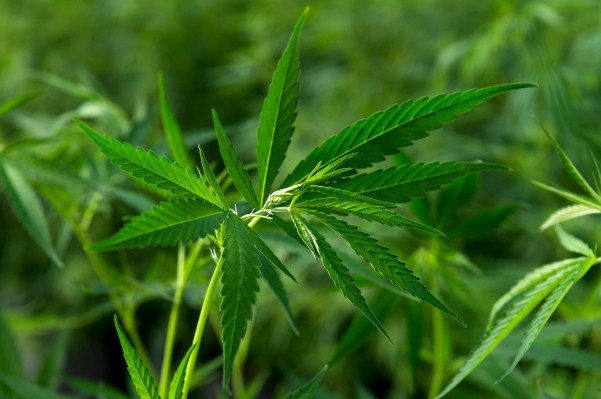 El cofundador de Honest Company, Christopher Gavigan, tiene una nueva empresa de nueva creación de CDB llamada Prima