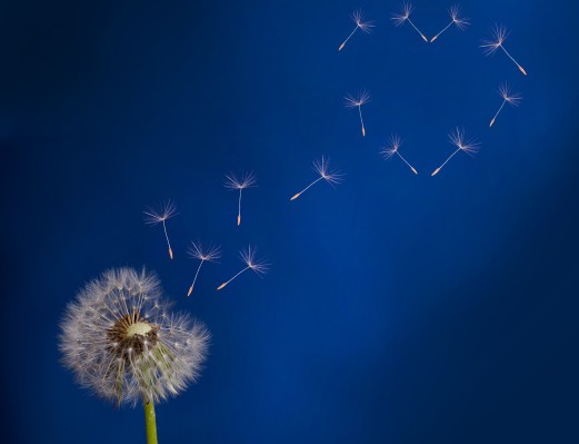 Dandelion Energy, el spin-off del Alfabeto X, recauda otros $ 16M liderados por GV y Comcast