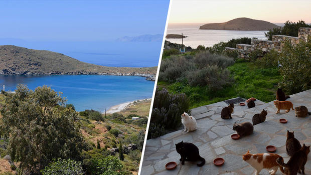 ¿Trabajo de ensueño? Te podrían pagar para vivir en una isla paradisíaca acariciando 55 gatos