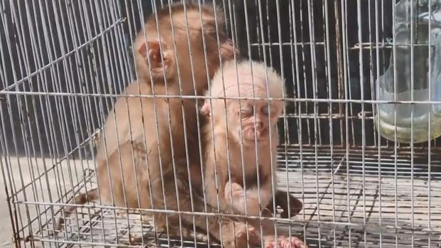 Rescatan a dos adorables monitos en peligro de extinción
