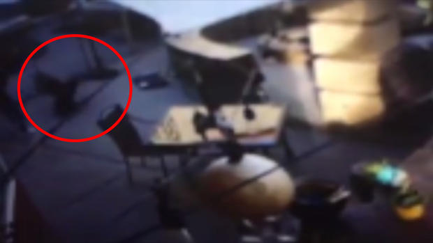 [TLMD - LV] Aparente águila en Las Vegas trata de llevarse a perro