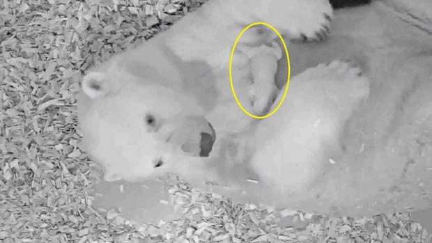 Osa polar pare a un adorable cachorro