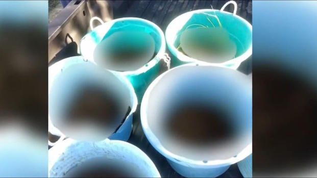 [TLMD - LV] Asquerosa y olorosa, es la nueva popular venganza contra ladrones de paquetes