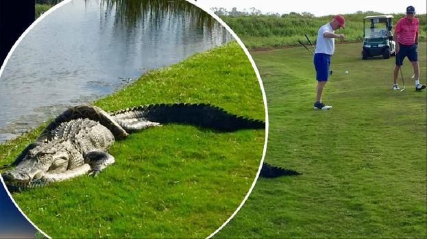 [TLMD - NATL] Viral: pitón contra caimán en campo de golf, ¿quién ganó?