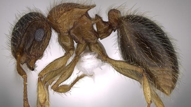 Descubren hormiga árabe “fuerte y peluda”