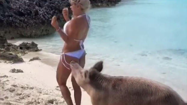 Cerdo muerde a exconcursante de “Exatlón” en el trasero