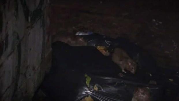 Alerta por tifus en Los Ángeles