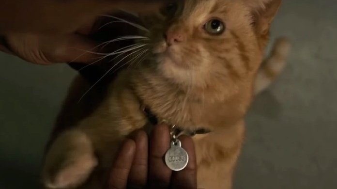 Capitán Marvel Goose Capitán Marvel Goose