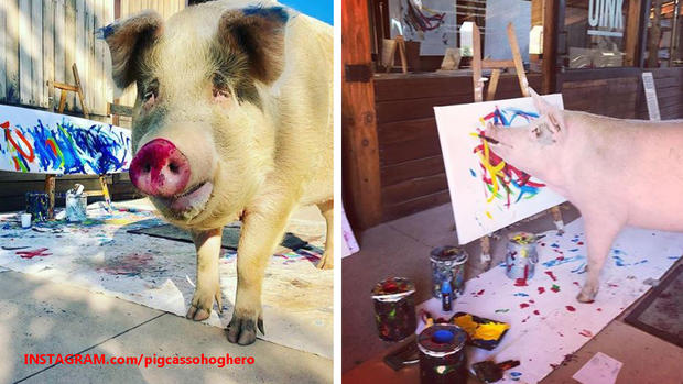 [TLMD - NATL] Insólito: Pigcasso, la cerdita que iba a morir y ahora pinta y vende sus obras
