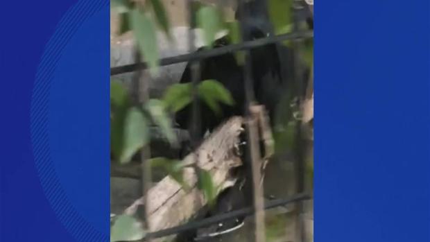 [TLMD - NATL] Mujer es atacada por un jaguar en zoo de Arizona