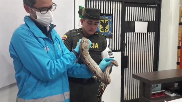 [TLMD - LV] Encuentran boa constrictor en un autobús en Colombia