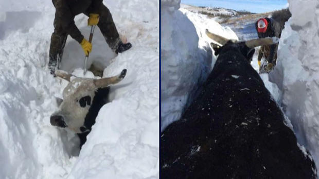 [TLMD - NATL] Impresionante: tormenta deja a toros enterrados bajo varios pies de nieve