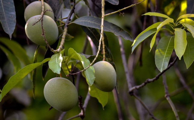 AgroStar obtiene $ 27M Serie C para que más agricultores indios aumenten la producción de cultivos con análisis de datos