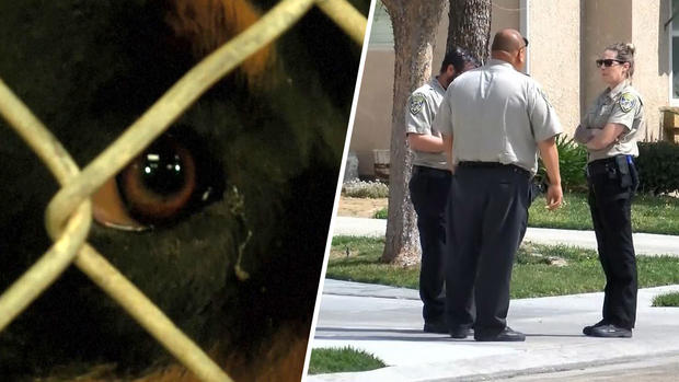 [TLMD - LV] Horrendo: mascotas enloquecidas matan a un bebé