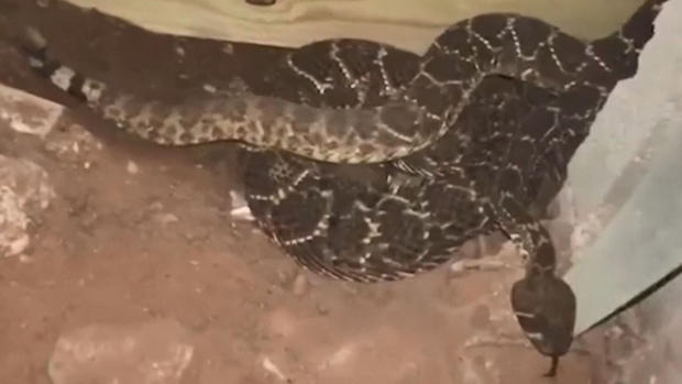 ¡Qué susto! Encuentra 45 serpientes de cascabel debajo de su casa