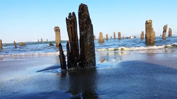 [TLMD - NATL] “Bosque fantasma” en una playa augura tsunamis y terremotos