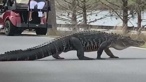 “Larry”, el enorme “caimán estrella” al que todos quieren ver… pero de lejitos