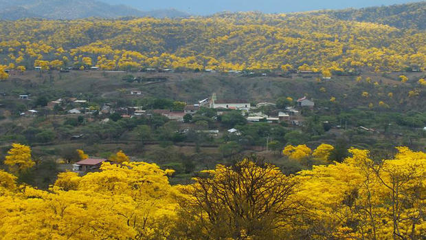 [TLMD] Bosque de oro aparece para cerrar el año