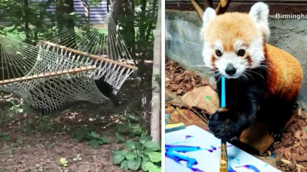 [TLMD - NATL] El oso más flojo y la osita más talentosa