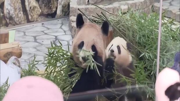[TLMD - NATL] Pandas festejan por el Día Blanco, el “San Valentín inverso”