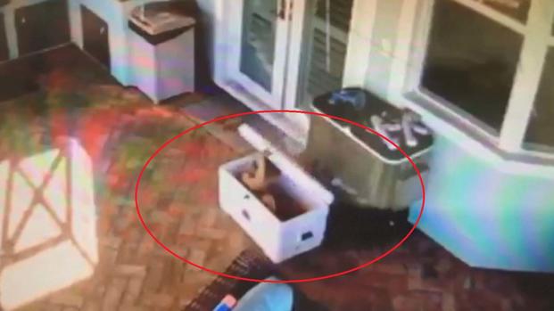 Captado en video el momento en que niño queda atrapado en hielera