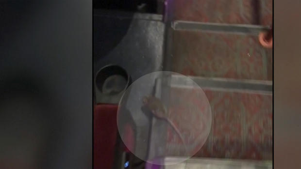 Rata “de película” se pasea en plena sala de cine