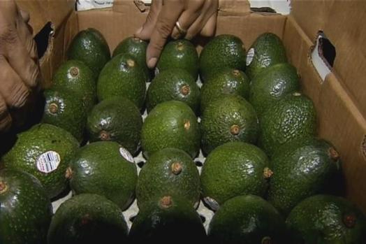 Posible contaminación de aguacates en seis estados