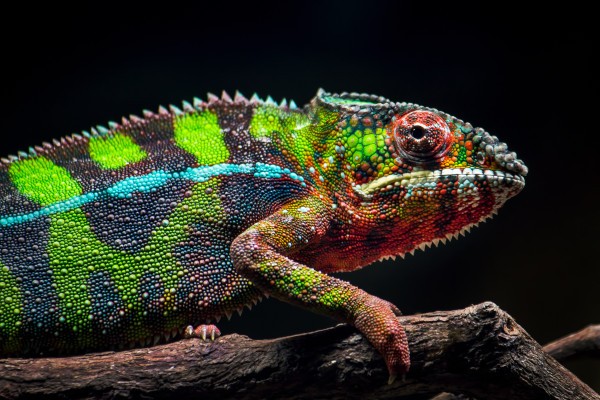 Suse vuelve a ser una empresa independiente.