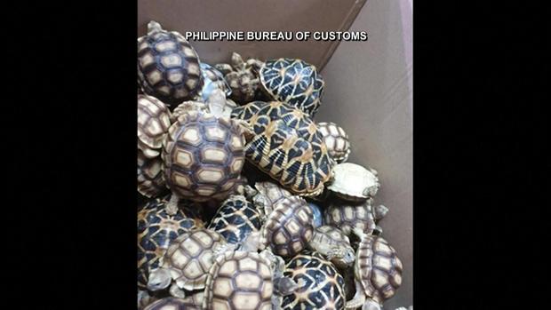 [TLMD - LV] Decomisan maleta con cientos de tortugas vivas