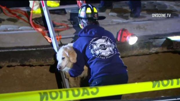 [TLMD - SD] Rescatan perrita que cayó a un socavón