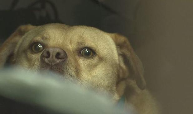 Kevin, el perro ladrón que también roba corazones